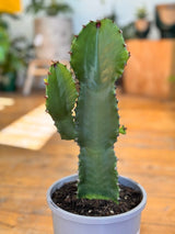 Euphorbia acrurensis Cowboy - Plant Daddy