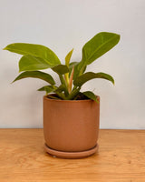 Tempo Ceramic Pot - Plant Daddy