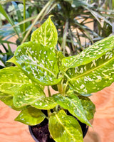 Dieffenbachia 'Reflector' - Plant Daddy