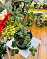 Peperomia 'Hope' - Plant Daddy