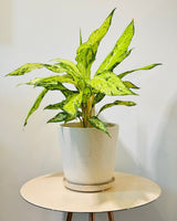 Spec Ceramic Pot - Plant Daddy