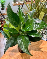 Spathiphyllum cv. (Peace Lily) - Plant Daddy