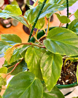 Begonia glaucophylla (Shrimp begonia) - Plant Daddy