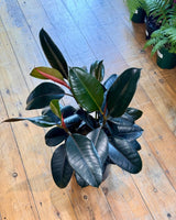 Ficus elastica ‘Burgundy’ - Plant Daddy