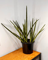 Sansevieria cylindrica - Plant Daddy
