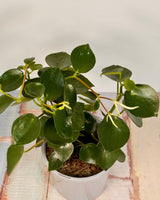 Peperomia polybotrya (Coin Leaf) - Plant Daddy