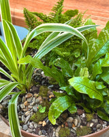 Mini Garden Potted with Fernery - Plant Daddy