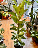 Ficus elastica ‘Shivereana’ - Plant Daddy