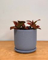 Tempo Ceramic Pot - Plant Daddy