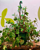 Peperomia cubensis - Plant Daddy