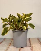 Peperomia obtusifolia ‘Albo-marginata’ - Plant Daddy