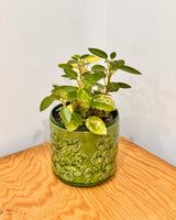 Serene Ceramic Pot - Plant Daddy