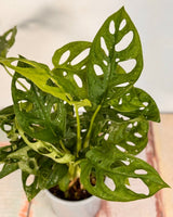 Monstera adansonii (Monkey Mask) - Plant Daddy