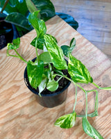 Epipremnum aureum (Devils Ivy/Golden Pothos) - Plant Daddy