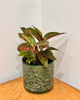 Serene Ceramic Pot - Plant Daddy
