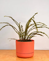 Selfwatering Plantpot by Mr. Kitly & Decor - Plant Daddy
