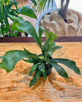 Platycerium bifurcatum - Plant Daddy