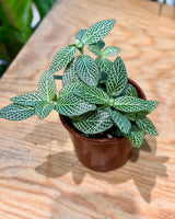 Fittona var. (Nerve Plant) - Plant Daddy