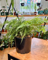 Davallia solida var. Fejeensis (Rabbits Foot Fern) - Plant Daddy