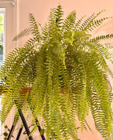 Nephrolepis exaltata (Boston Fern) - Plant Daddy