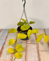Epipremnum aureum ‘Neon’ (Goldilocks Pothos) - Plant Daddy