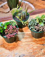 Mini Garden - Homemade - Plant Daddy