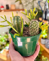 Mini Garden - Homemade - Plant Daddy