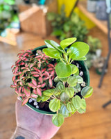 Mini Garden - Homemade - Plant Daddy