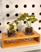 Self Watering Lab 2 Duo Potted - Plant Daddy