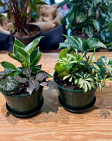 Mini Garden - Plant Daddy