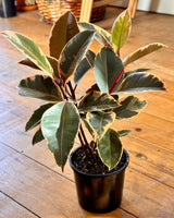 Ficus elastica ‘Tineke’ (Rubber plant) - Plant Daddy