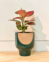 Maison Ember Ceramic Pot