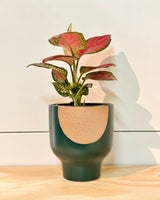 Maison Ember Ceramic Pot - Plant Daddy