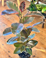 Ficus elastica ‘Ruby’ (Rubber plant) - Plant Daddy