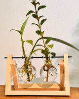 Bauble Propagation Station | Display Cuttings in Style - Plant Daddy