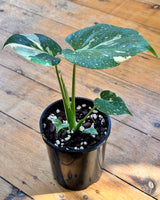 Monstera ‘Thai Constellation’