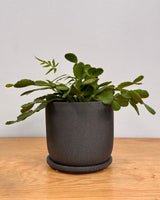 Tempo Ceramic Pot - Plant Daddy