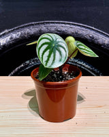 Peperomia argyreia (Watermelon Peperomia) - Plant Daddy