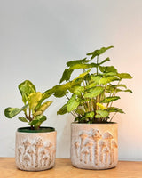 Foraged Stone Pot - Plant Daddy