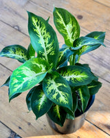Dieffenbachia ‘Compacta' Dumb Cane - Plant Daddy