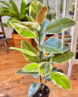 Ficus elastica ‘Tineke’ (Rubber plant)