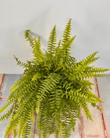 Nephrolepis exaltata (Boston Fern) - Plant Daddy
