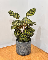 Grove Ceramic Pot - Plant Daddy