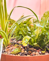 Mini Garden Potted with Fernery - Plant Daddy