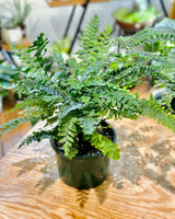 Adiantum hispidulum (Rough Maidenhair Fern) - Plant Daddy