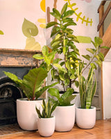 Set of potted plants in white pots on a wooden floor with a decorative wall in the background.