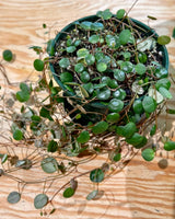 Peperomia ‘Pepperspot’ - Plant Daddy