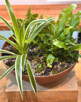 Mini Garden Potted with Fernery - Plant Daddy