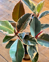 Ficus elastica ‘Tineke’ (Rubber plant)