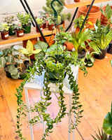 Aeschynanthus ‘Curly’ (Lipstick plant) - Plant Daddy